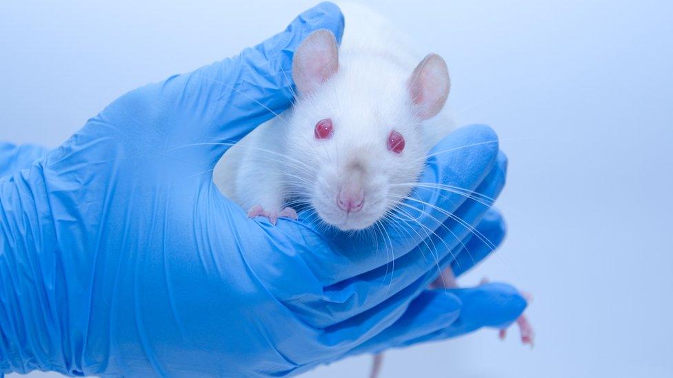 White lab mouse cradled in blue-gloved hands, showing pink ears and red eyes.